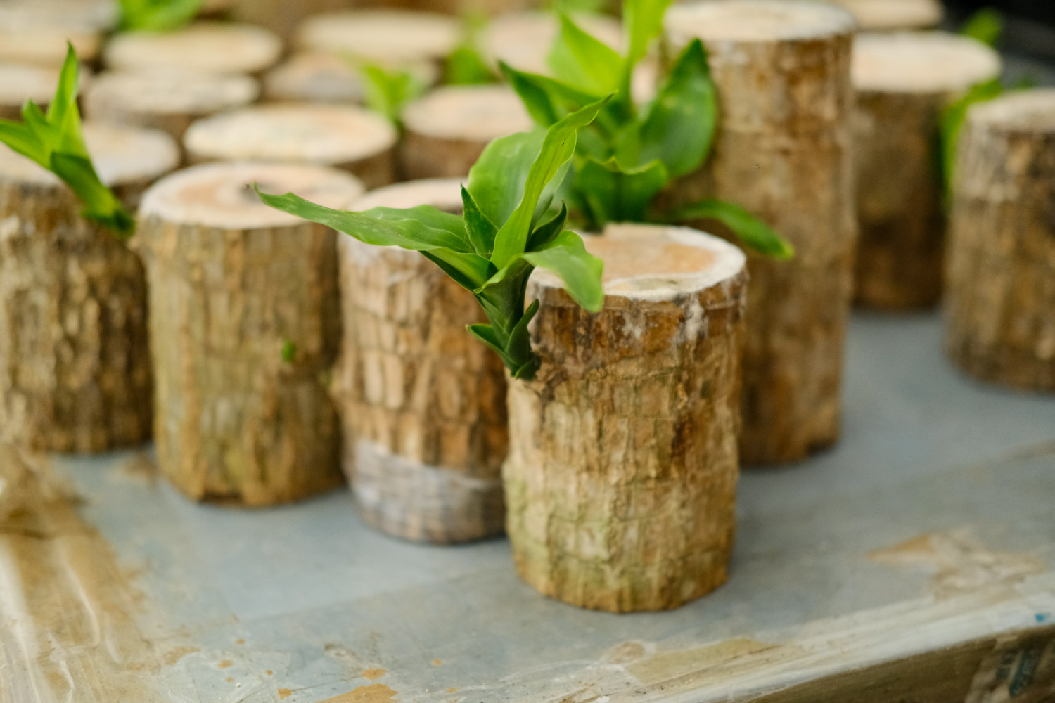 巴西木 巴西木叶子条纹没有了的原因