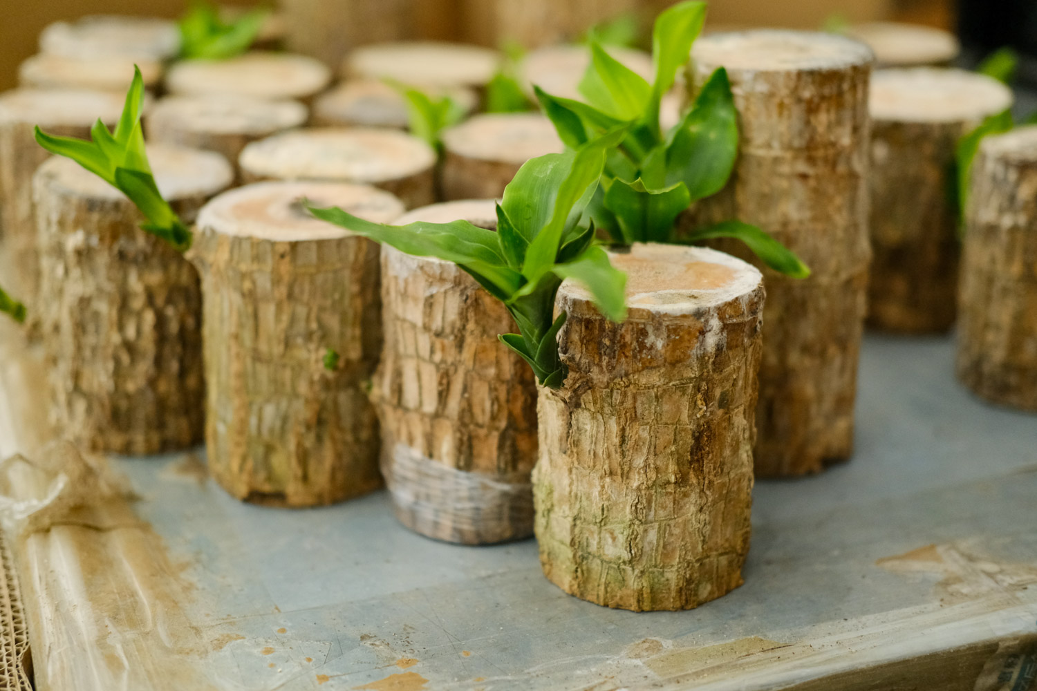 巴西木 巴西木叶子条纹没有了的原因