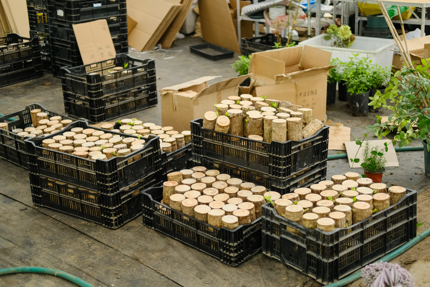 巴西木 巴西木叶子条纹没有了的原因