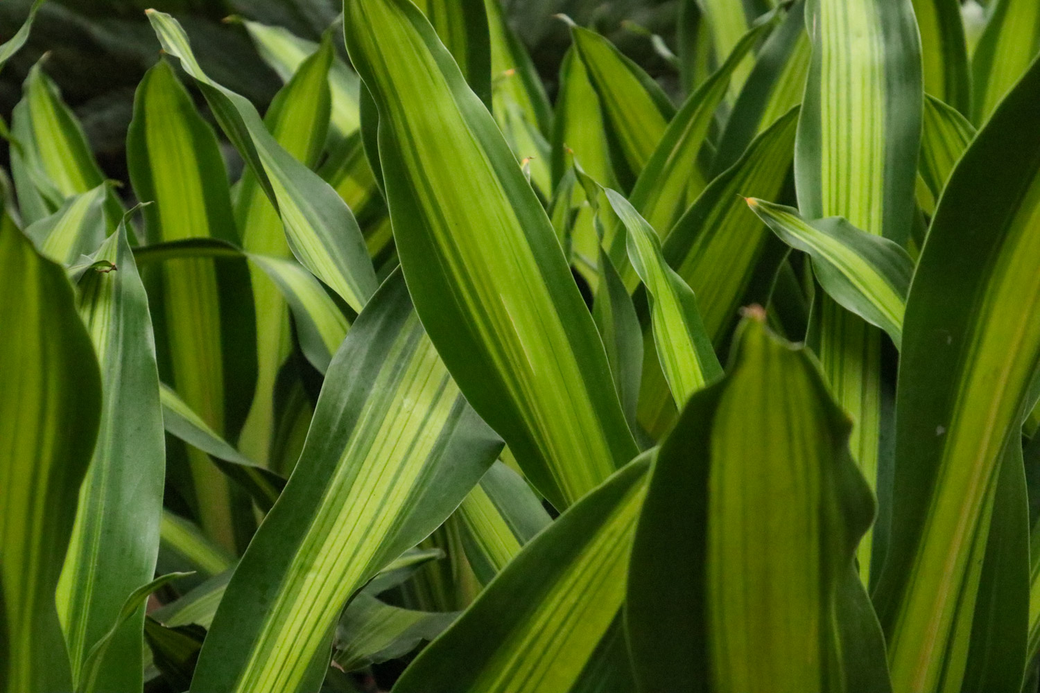 巴西铁叶子耷拉如何办