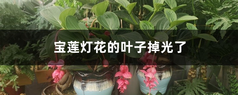 宝莲灯花的叶子掉光了如何办