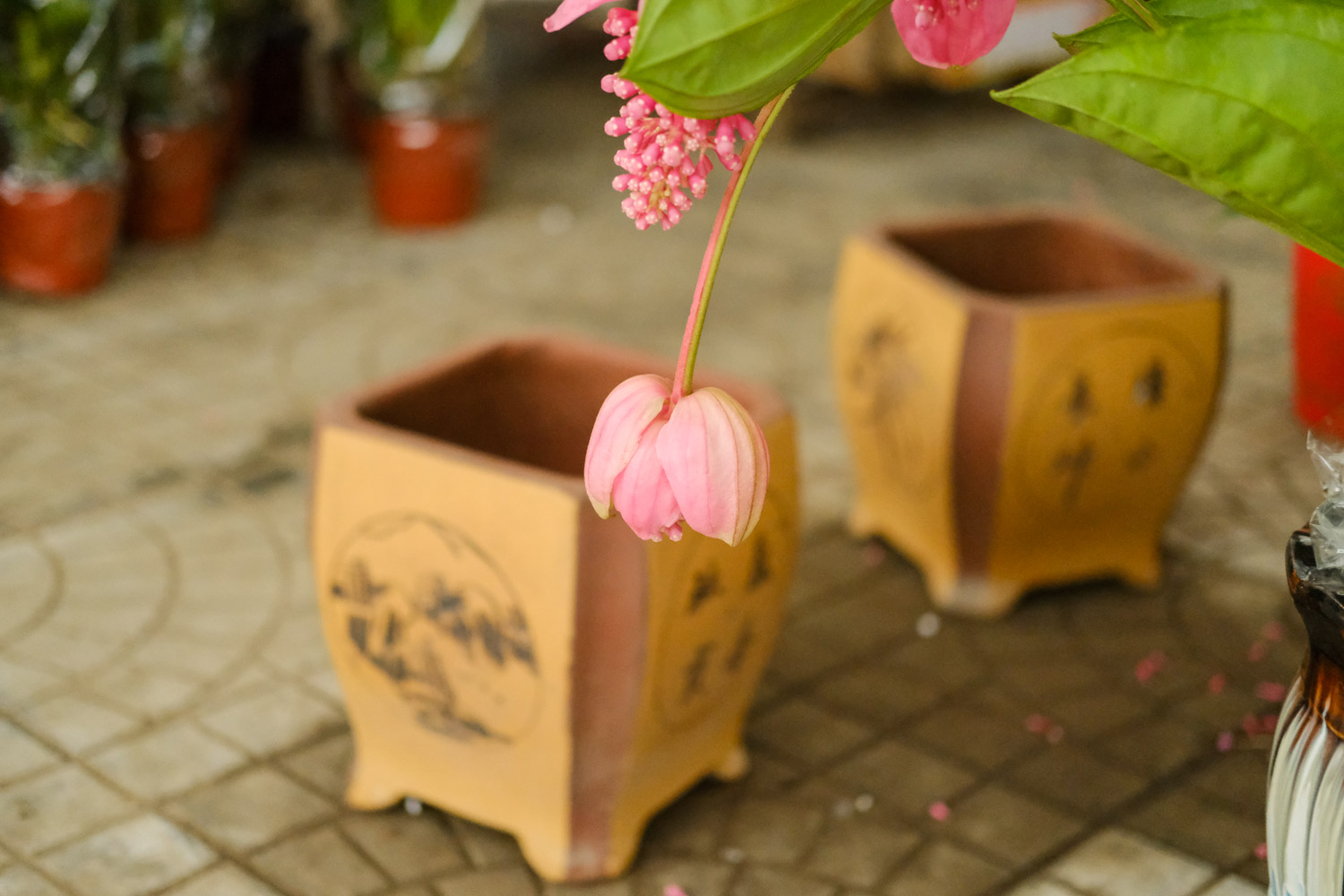 宝莲灯花的叶子掉光了如何办