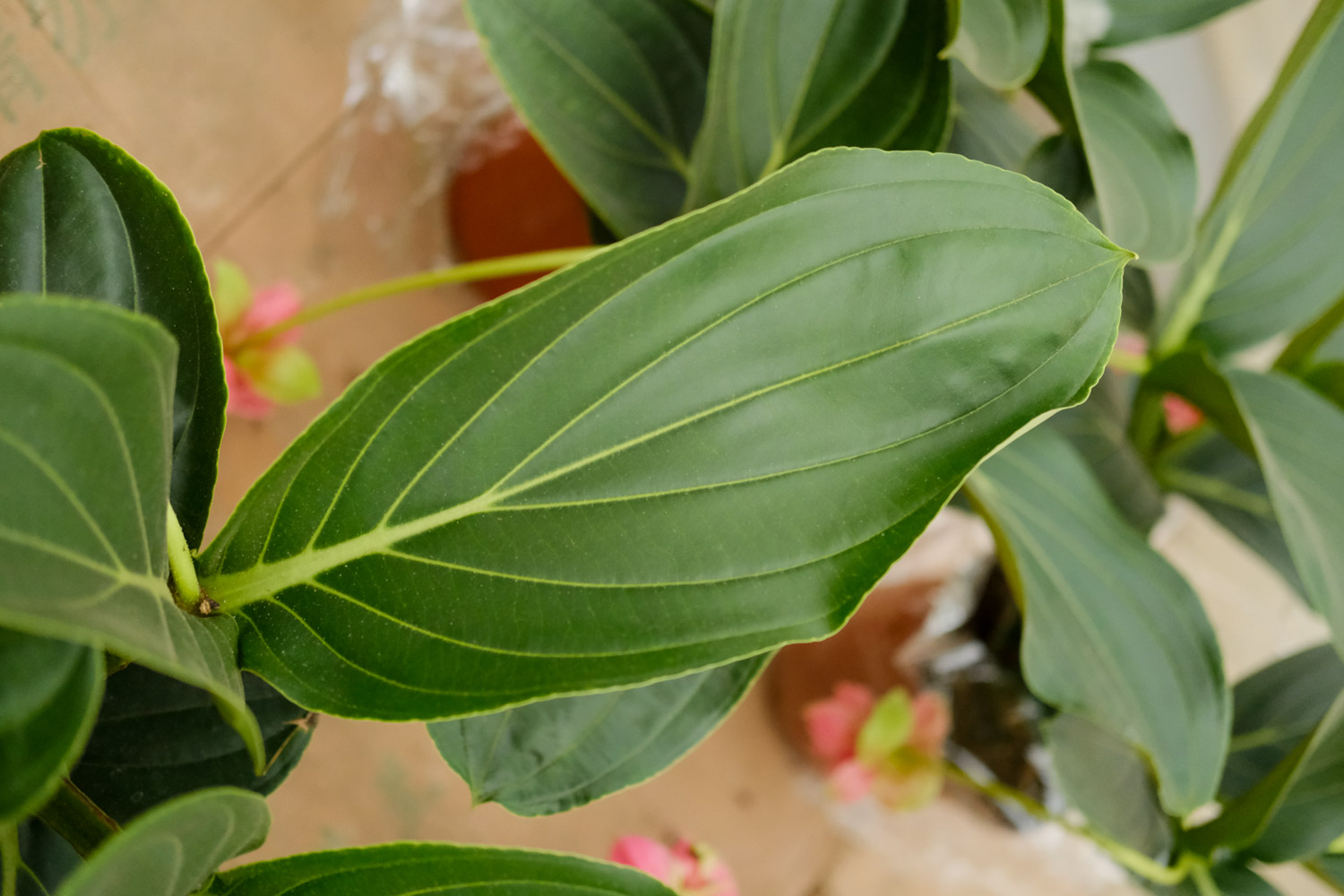 宝莲灯花的叶子掉光了如何办