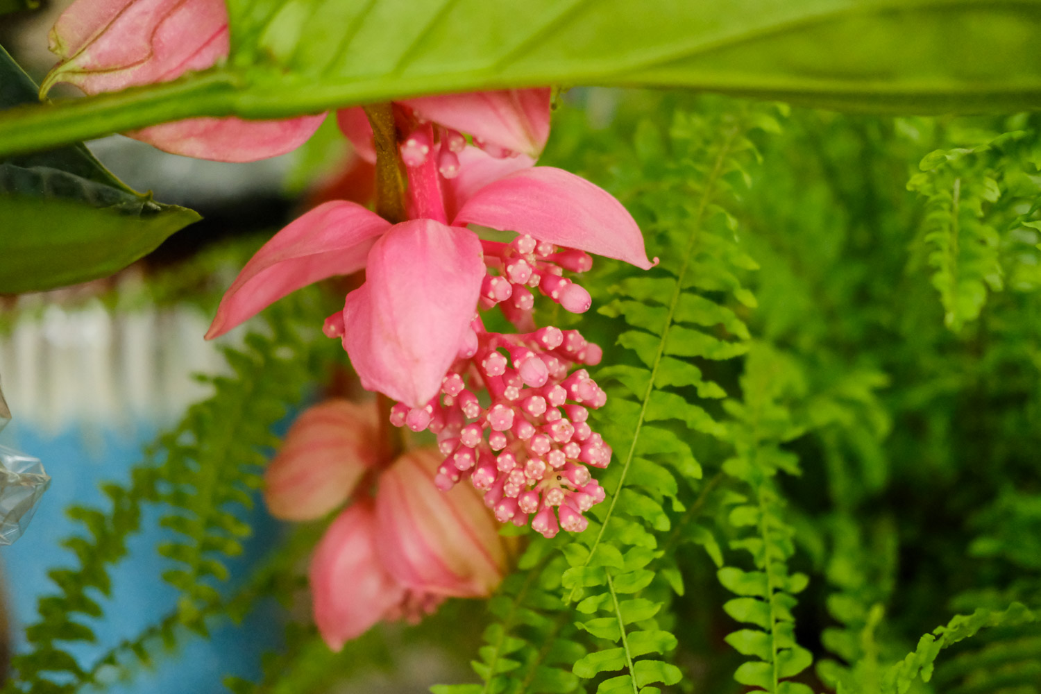 宝莲灯花的叶子掉光了如何办