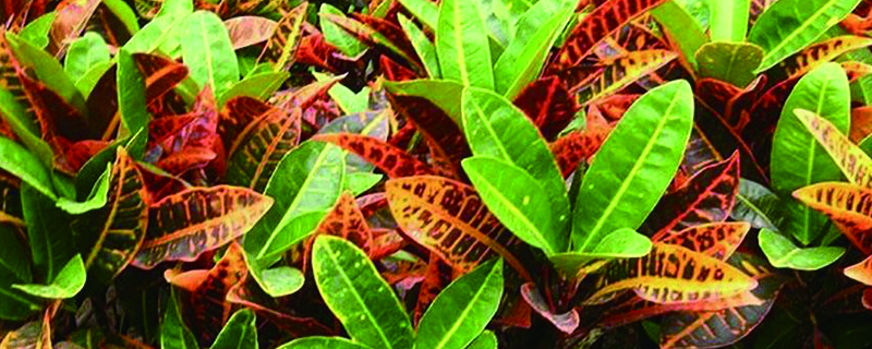 变叶木叶子软了如何办