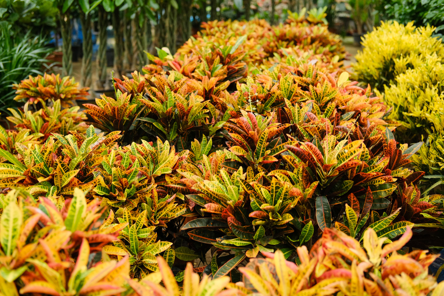 变叶木 变叶木叶子软了如何办