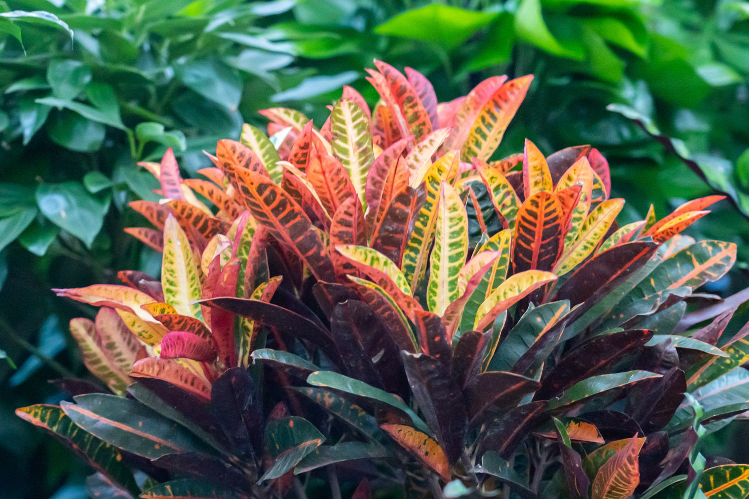 变叶木 变叶木叶子软了如何办