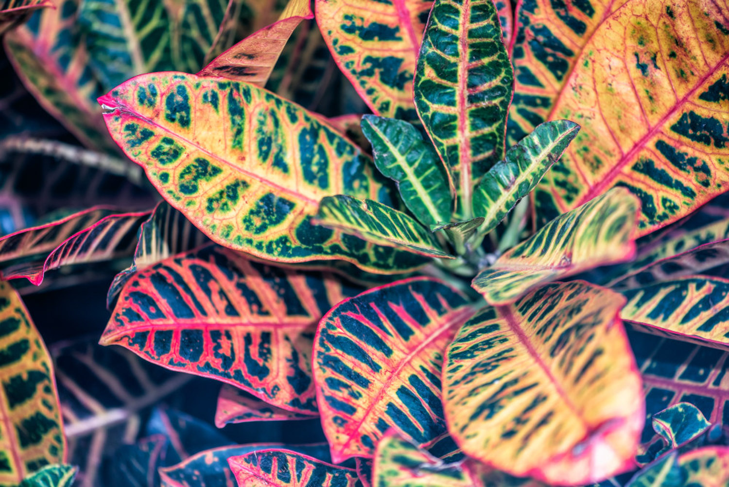 变叶木 变叶木叶子软了如何办