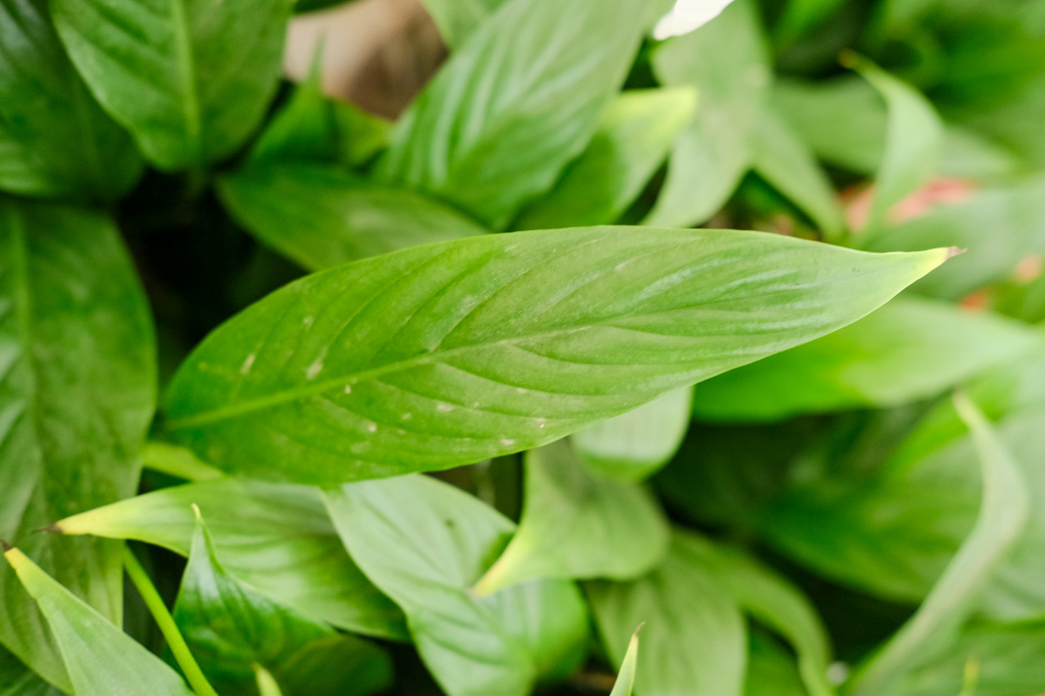 白掌叶子长势茂盛就是不开花的原因