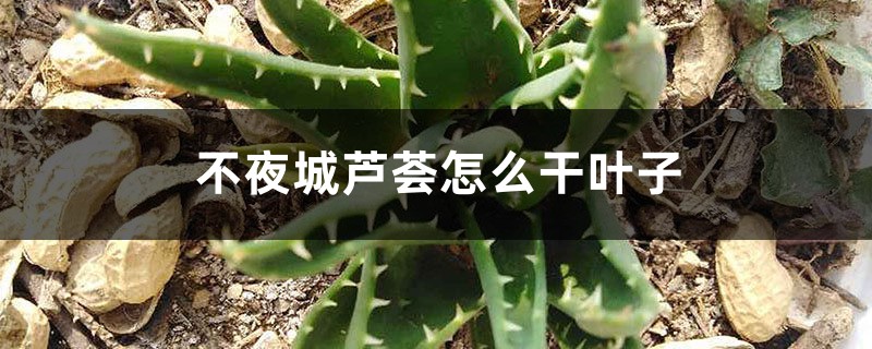 不夜城芦荟如何会干叶子