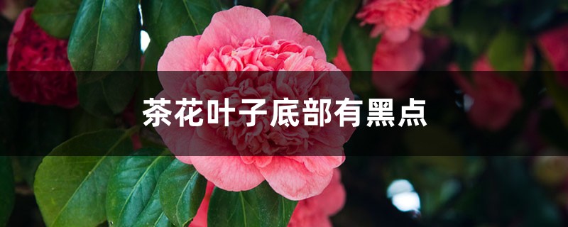 茶花叶子底部有黑点如何回事