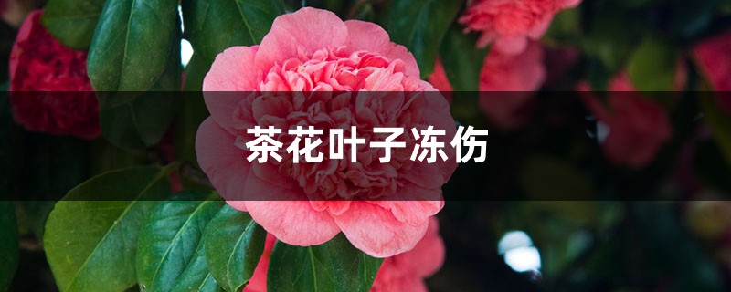 茶花叶子冻伤如何办