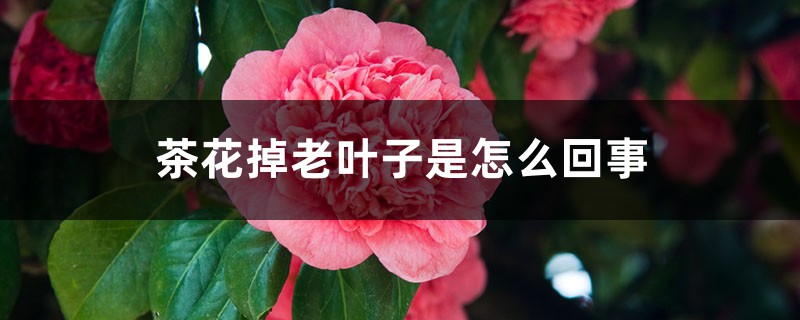 茶花掉老叶子是如何回事