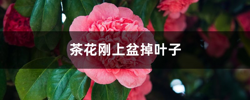 茶花刚上盆就掉叶子如何回事