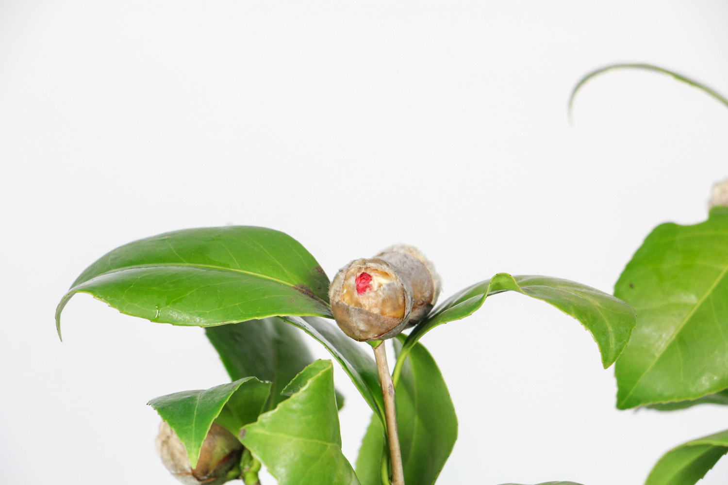 茶花花期叶子长白点的原因