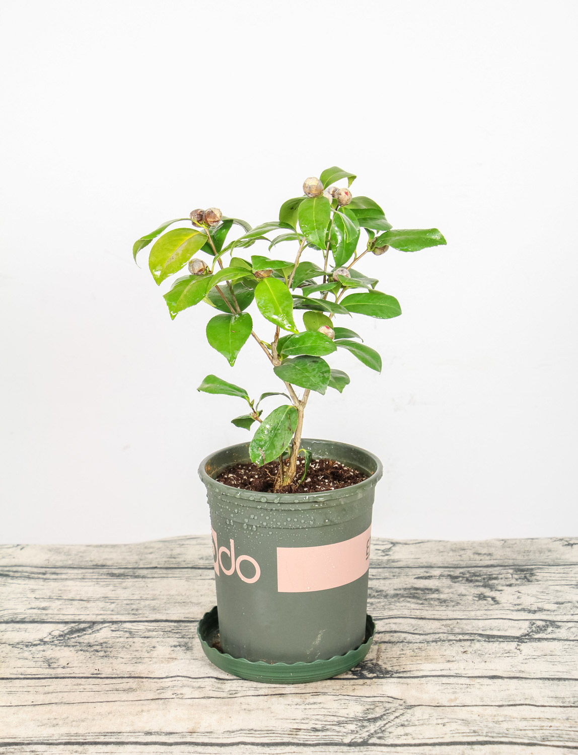 茶花新叶子死了如何处理