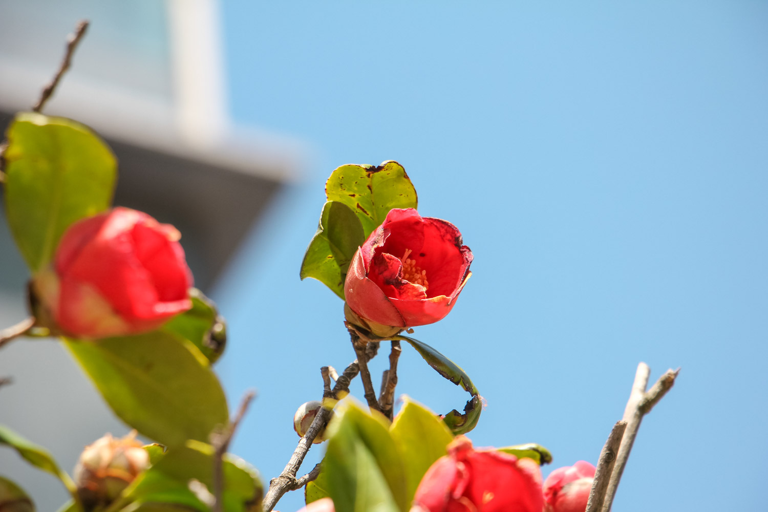 茶花叶子变黑然后落地咋办