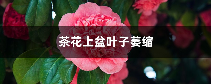 茶花上盆后叶子萎缩如何办