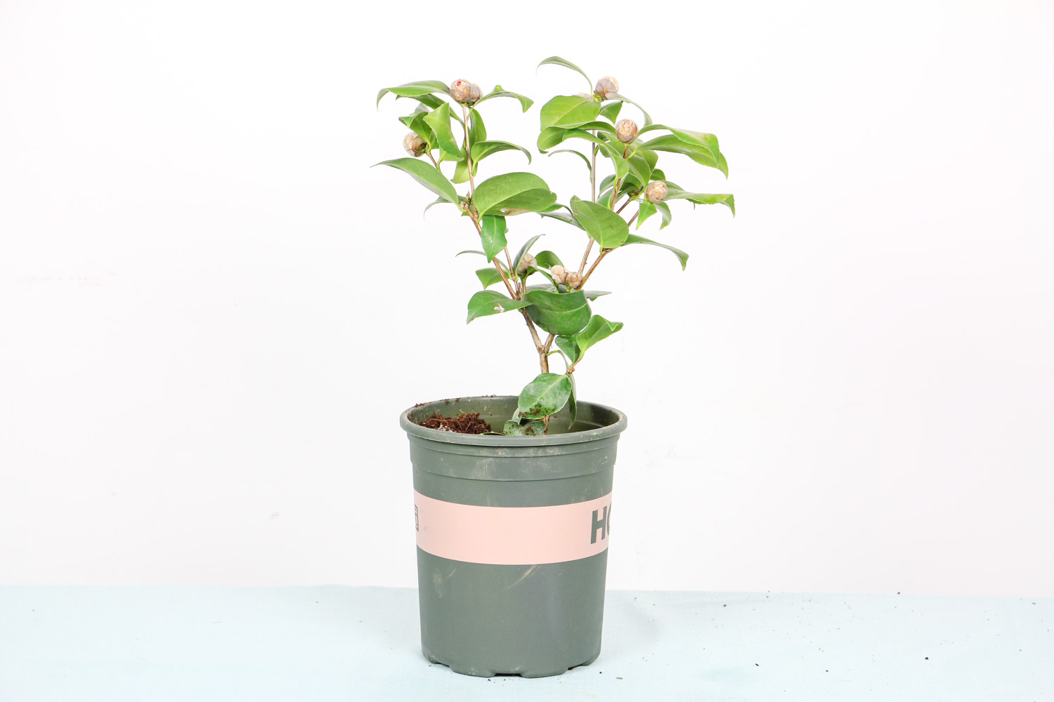 茶花上盆后叶子萎缩如何办