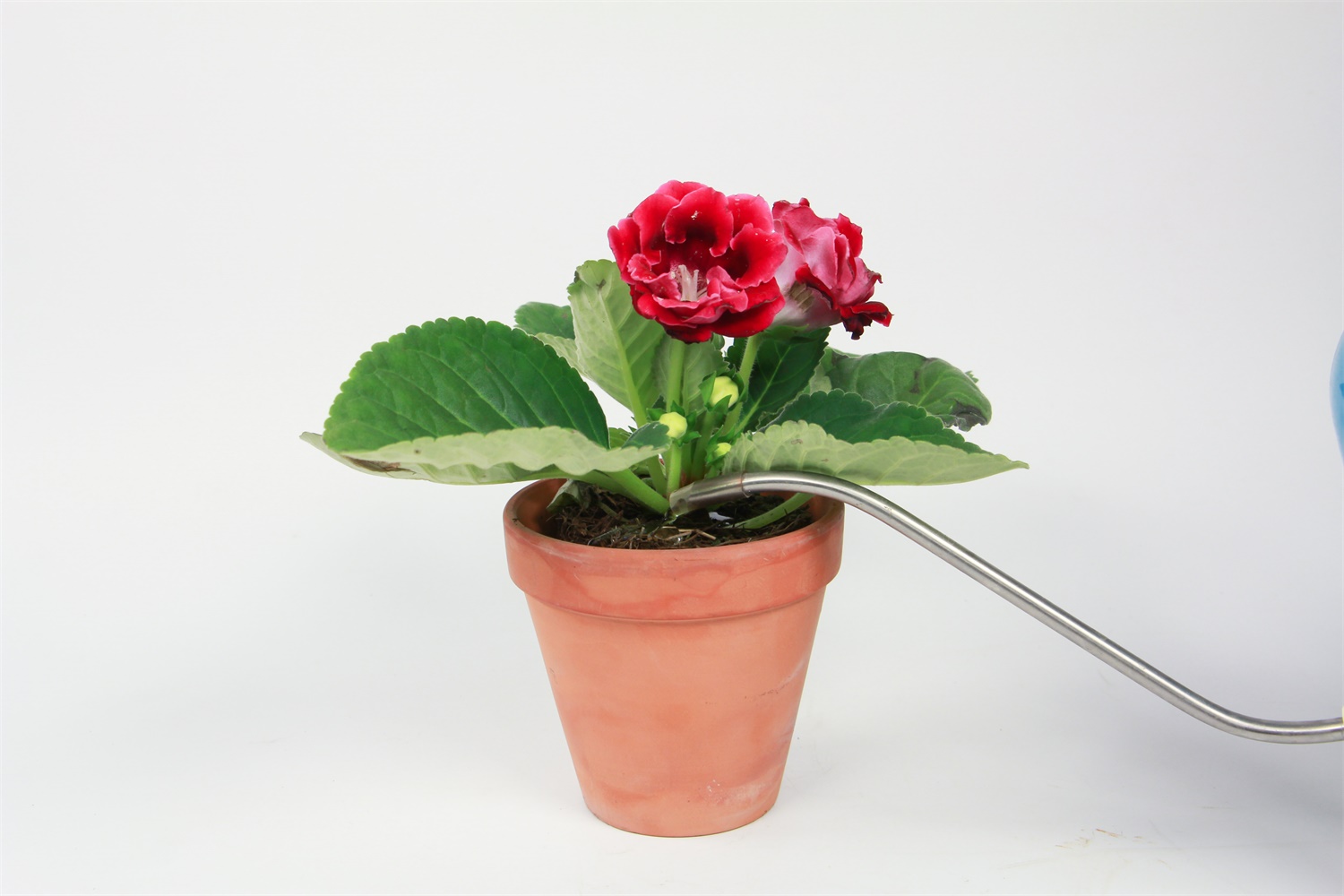 大岩桐 大岩桐的叶子蔫的原因