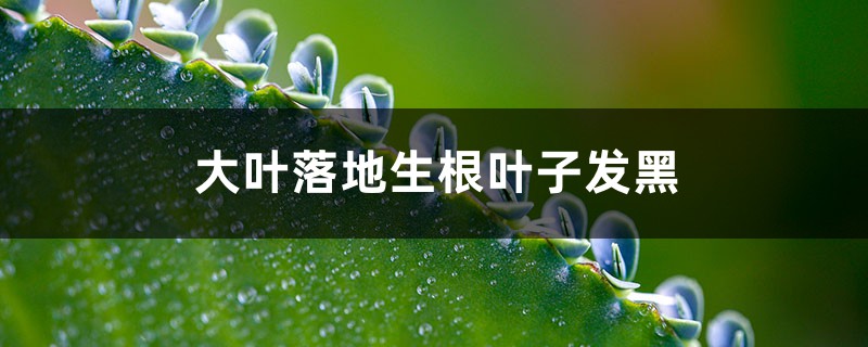 大叶落地生根叶子发黑如何办