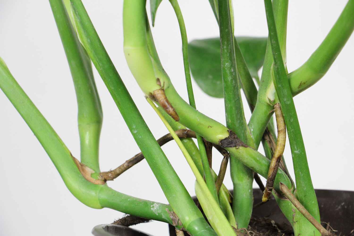 龟背竹 龟背竹叶子冻伤了咋办