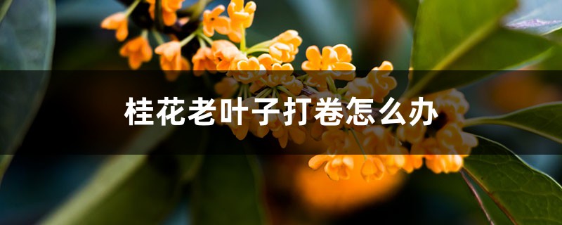 桂花老叶子打卷如何办