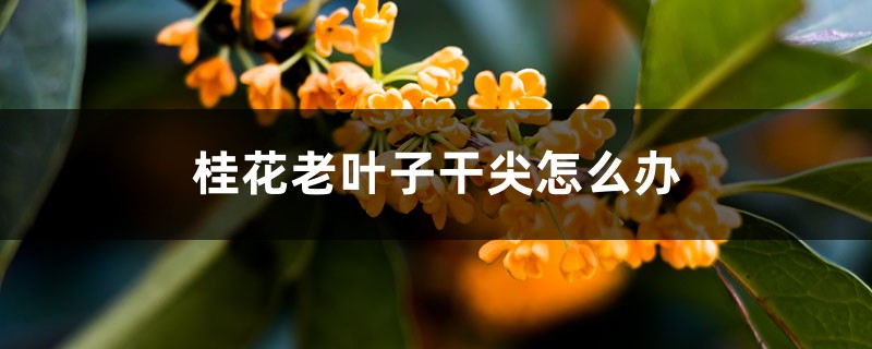 桂花老叶子干尖如何办