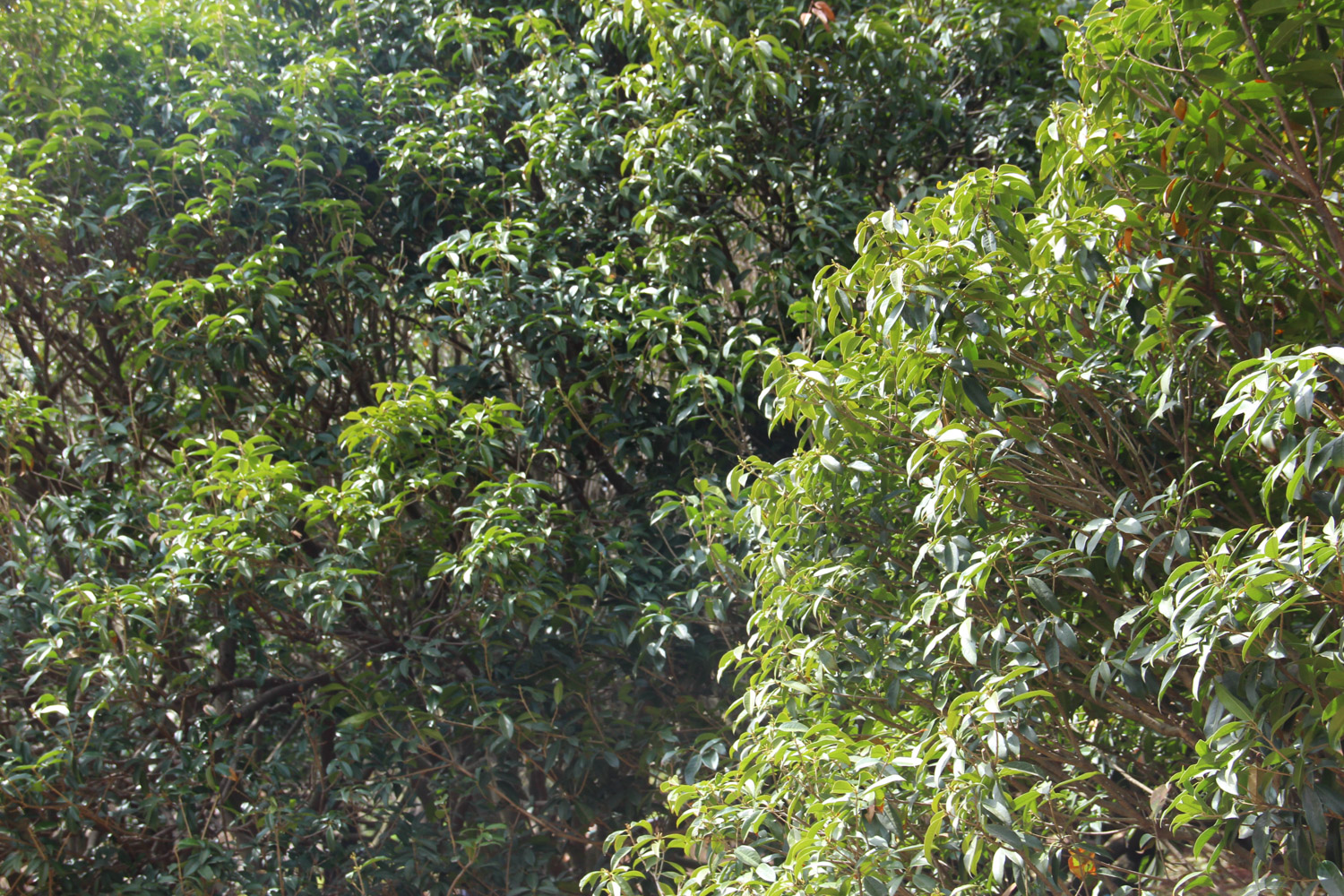 桂花叶子耷拉如何回事