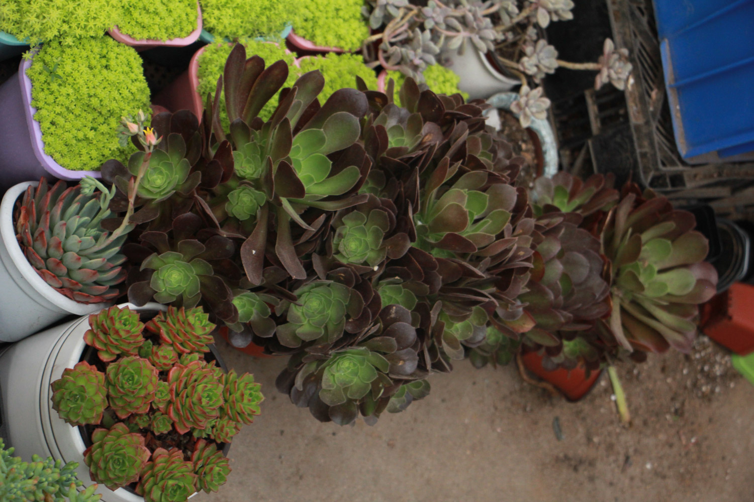 黑法师叶子焦了如何办