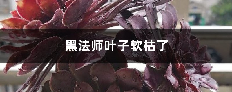 黑法师叶子软枯了如何办