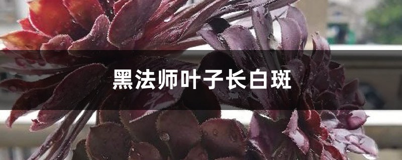 黑法师叶子长白斑如何办