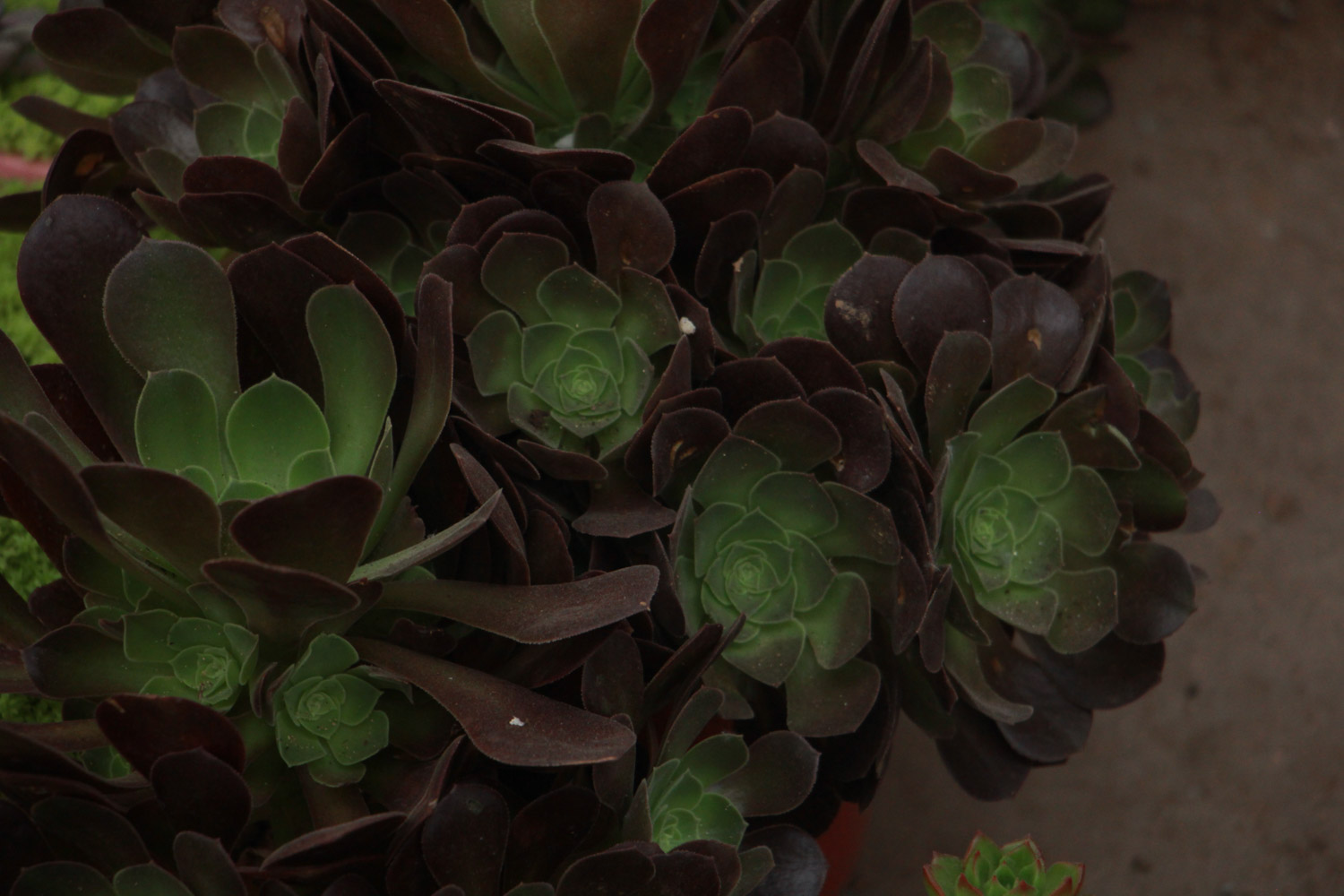 黑法师叶子长白斑如何办