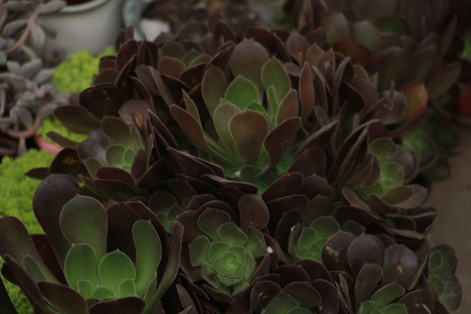 黑法师叶子长白斑如何办