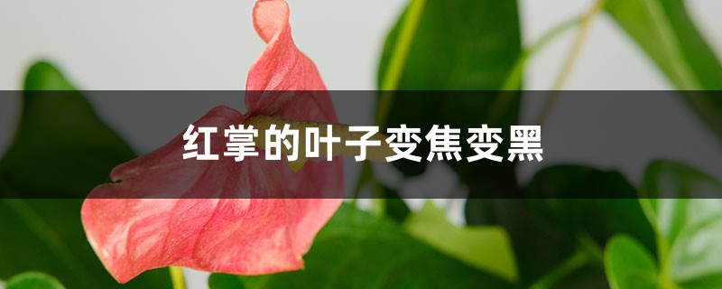 红掌的叶子变焦变黑如何办