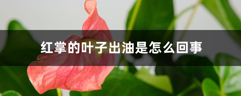 红掌的叶子出油是如何回事
