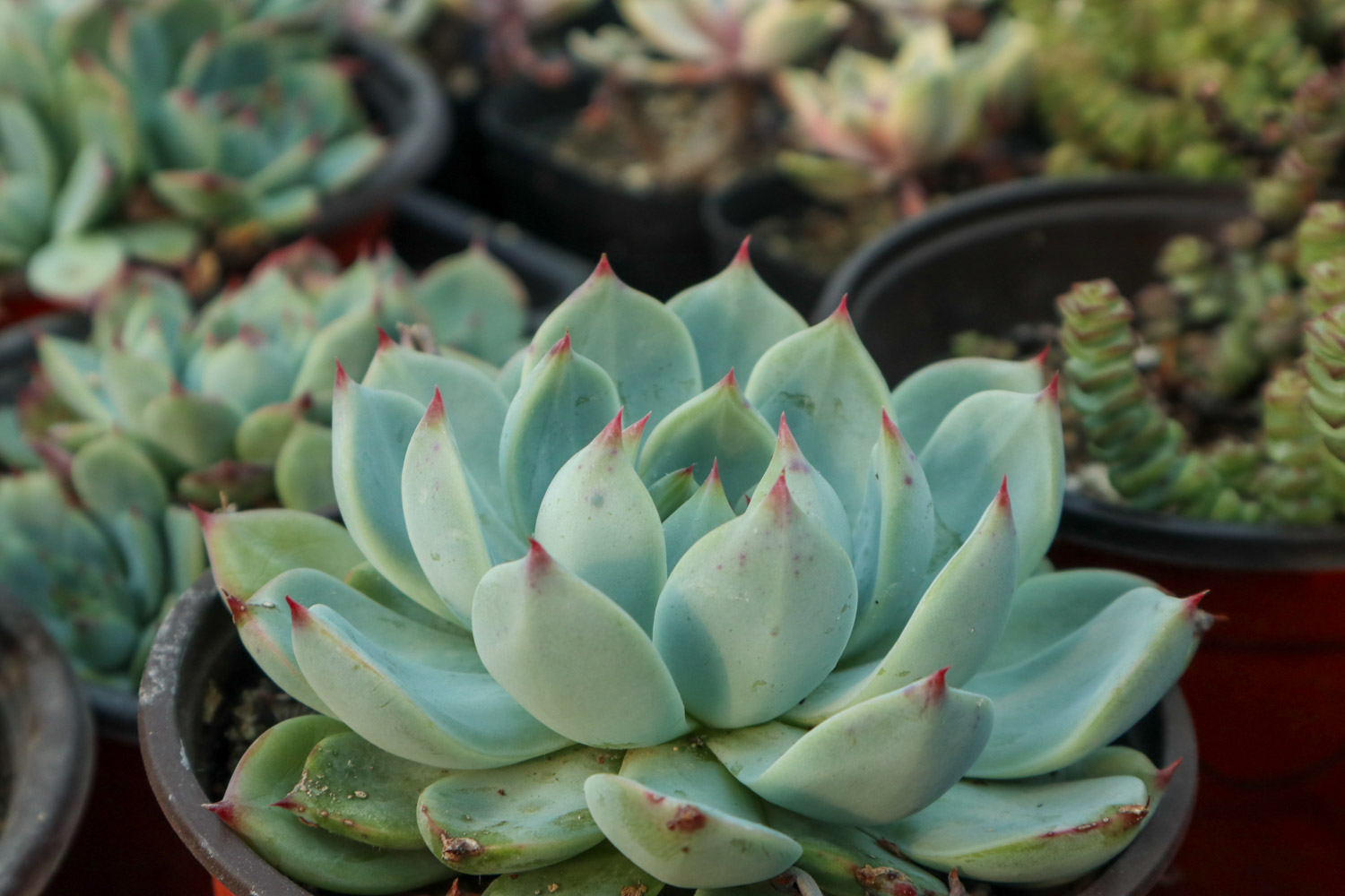 多肉根部杆子发黑如何办