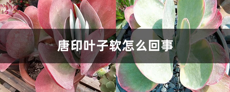 唐印叶子软如何回事