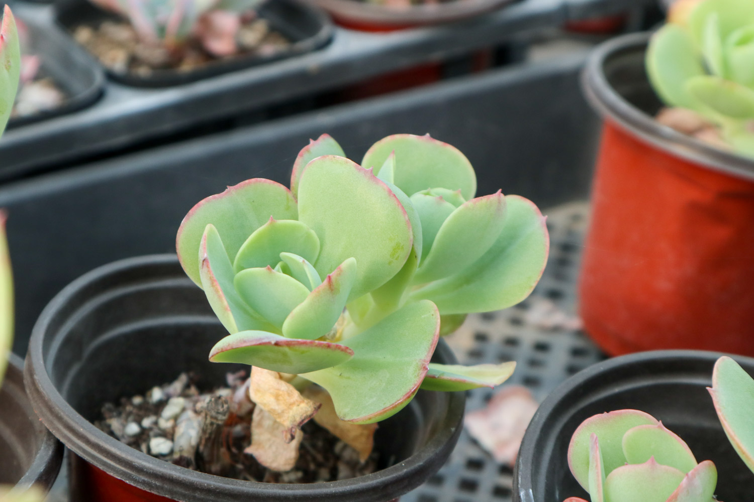 唐印 唐印叶子软如何回事