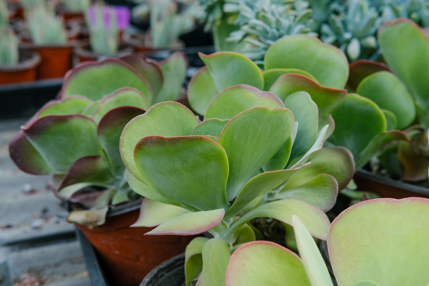 唐印 唐印叶子软如何回事