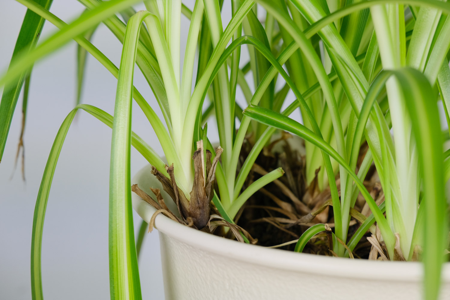 吊兰卷叶是什么原因