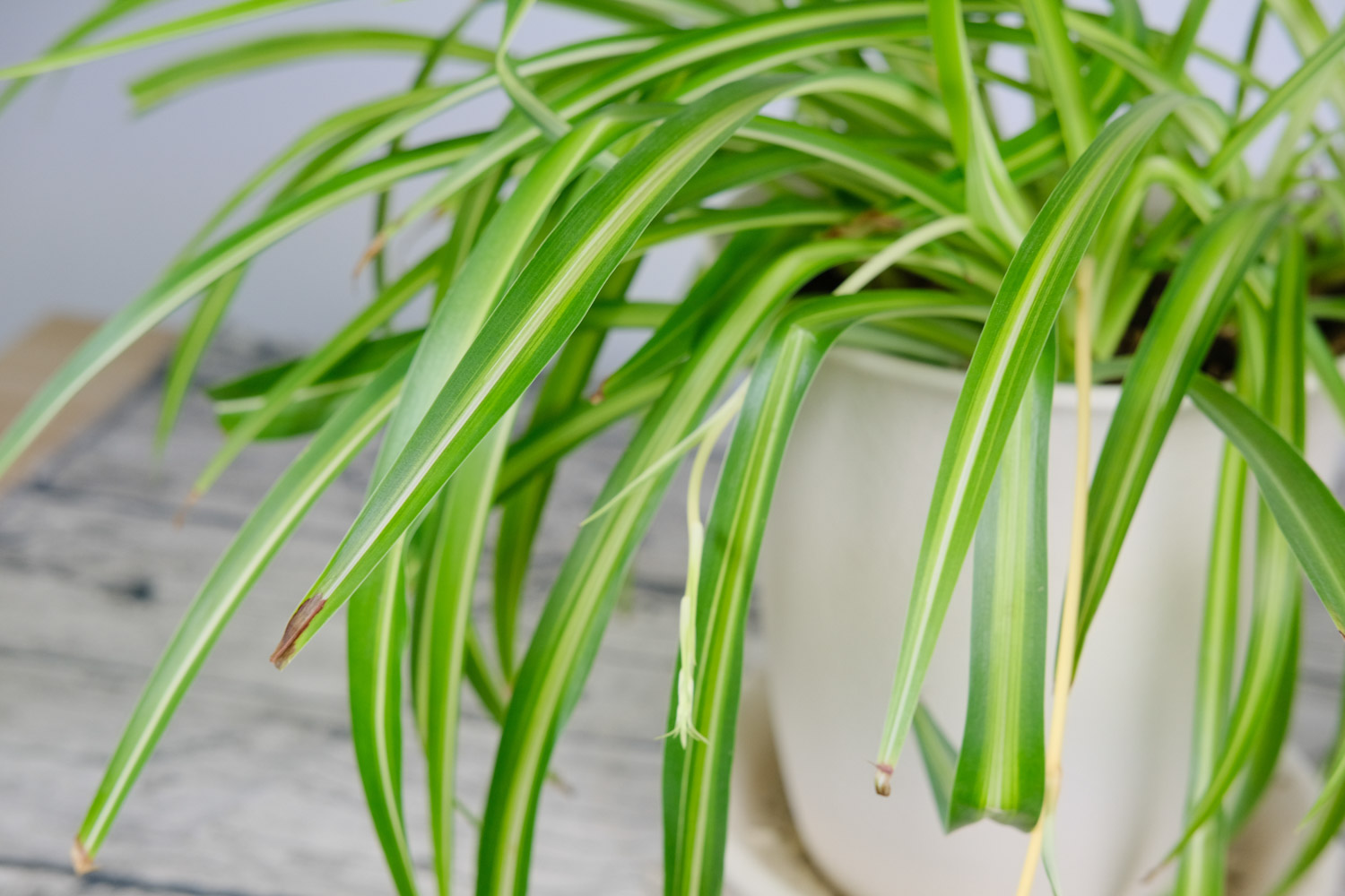 吊兰叶子打卷多久恢复