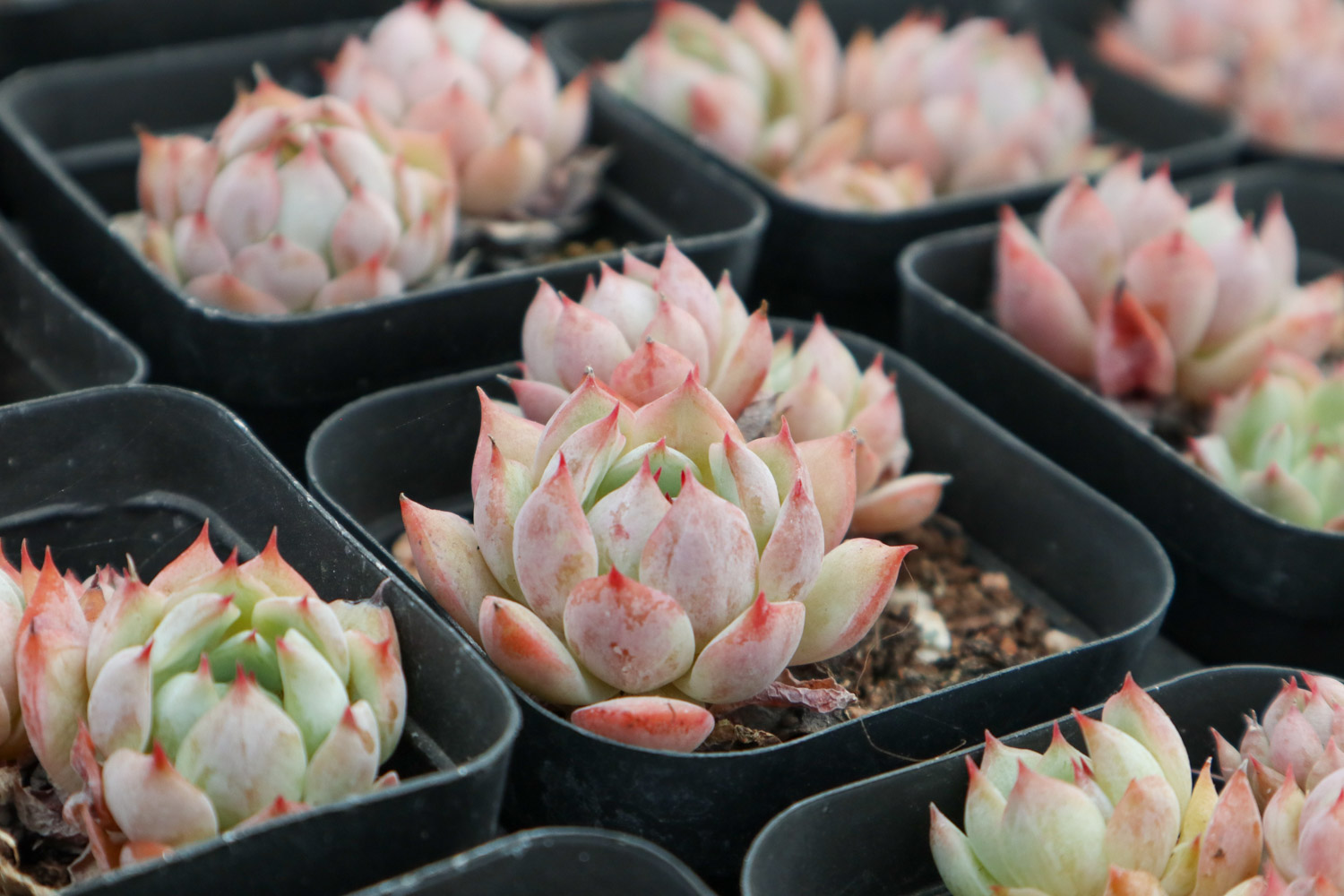 多肉 多肉砍头后老桩不发芽的原因