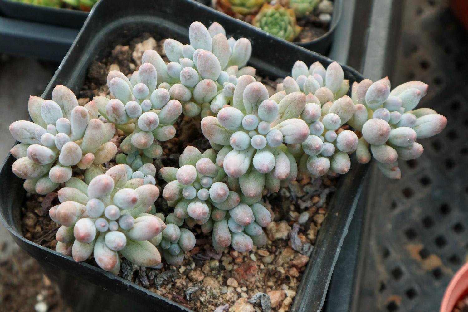 多肉 多肉砍头后老桩不发芽的原因