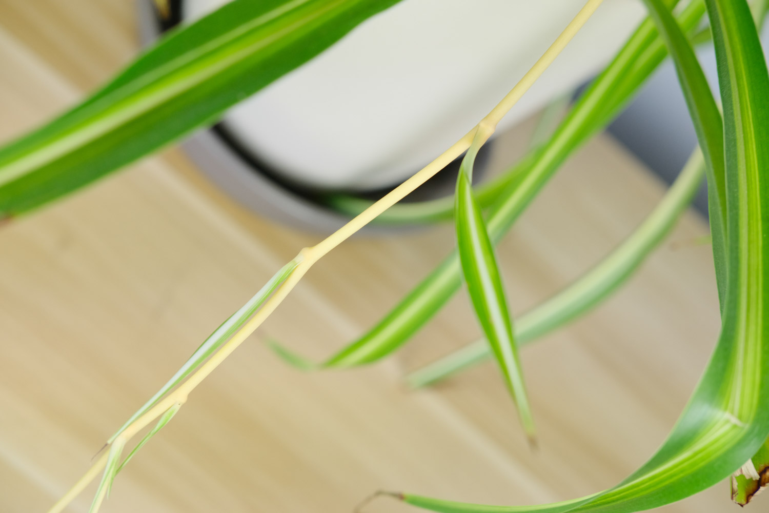 吊兰 吊兰干尖是如何回事