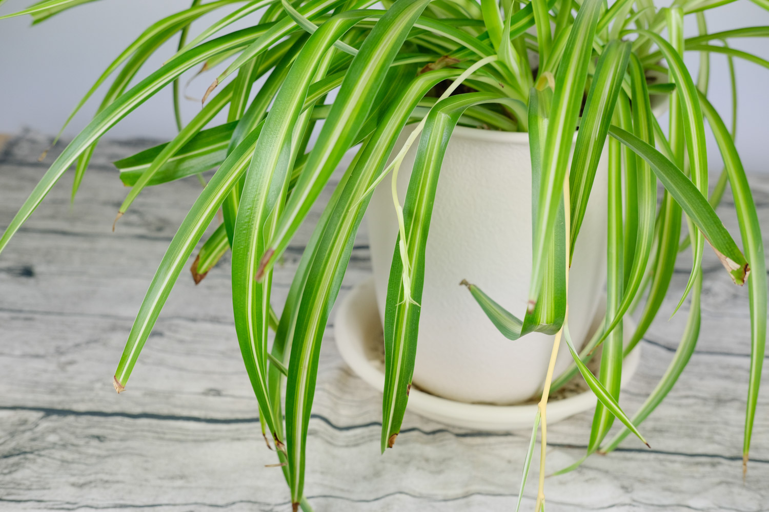 吊兰 吊兰干尖是如何回事