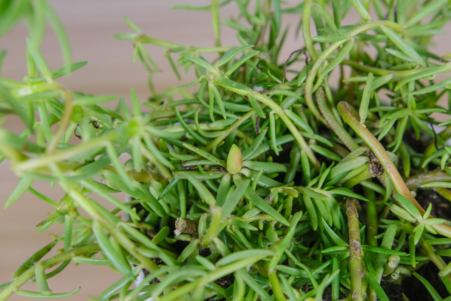 太阳花 太阳花掉叶子如何回事