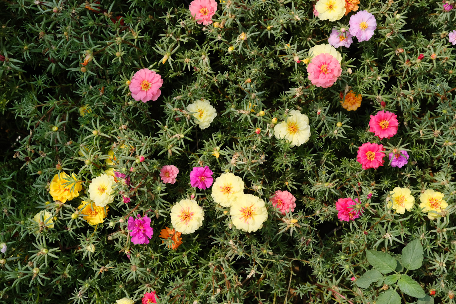 太阳花 太阳花掉叶子如何回事