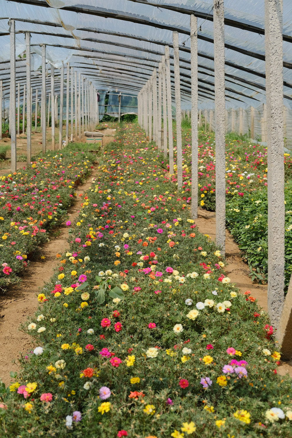 太阳花 太阳花掉叶子如何回事