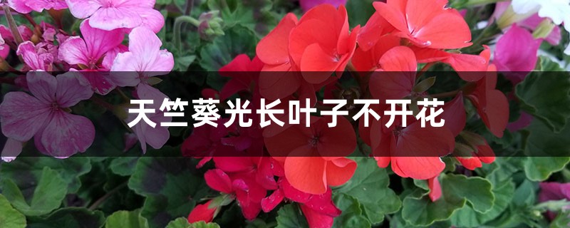 天竺葵光长叶子不开花如何办
